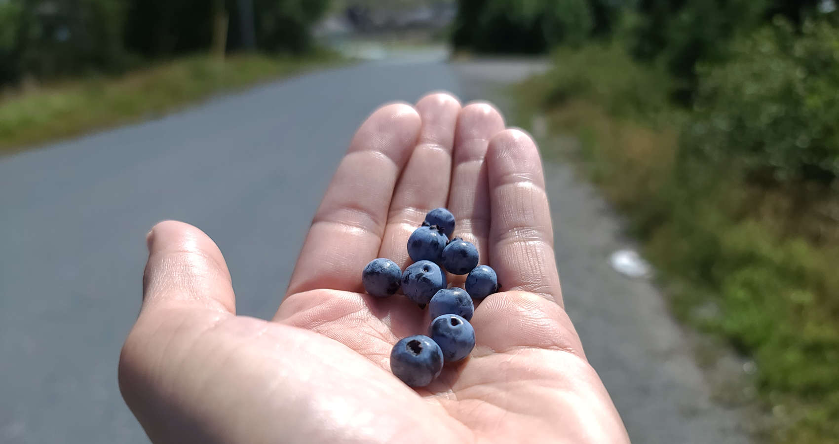 Blueberry Hill, a poem by Ash Douglas at Spillwords.com