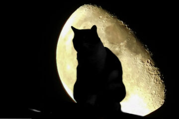 Cat's Shadow, a poem by Patricia Carragon at Spillwords.com