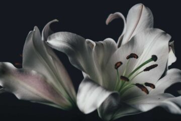 Lilies, a poem written by Polly Oliver at Spillwords.com