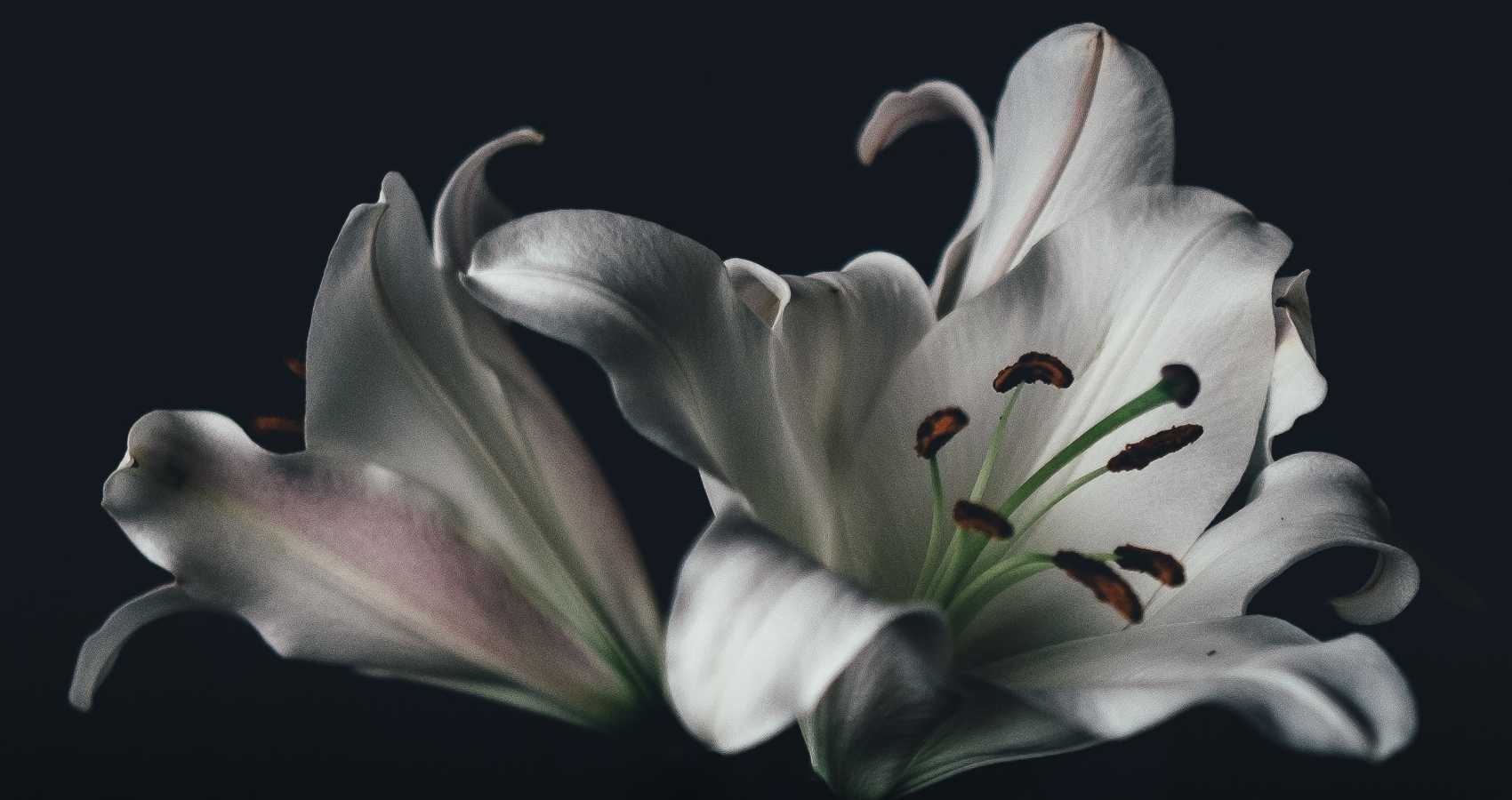 Lilies, a poem written by Polly Oliver at Spillwords.com