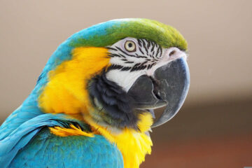 Mary McGregor’s Talking Macaw, a short story by Craig E Harms at Spillwords.com