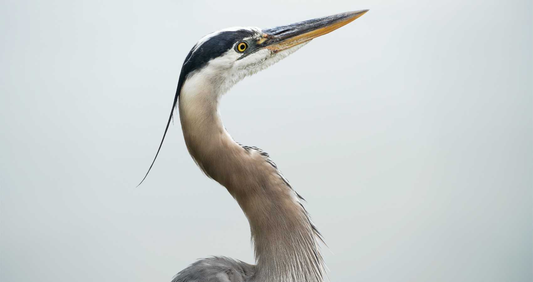 The Heron's Watchful Eye, poetry by Glynn Sinclare at Spillwords.com