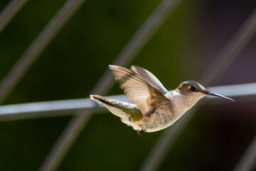 The Hummingbird, a poem by Joyce Mary J at Spillwords.com