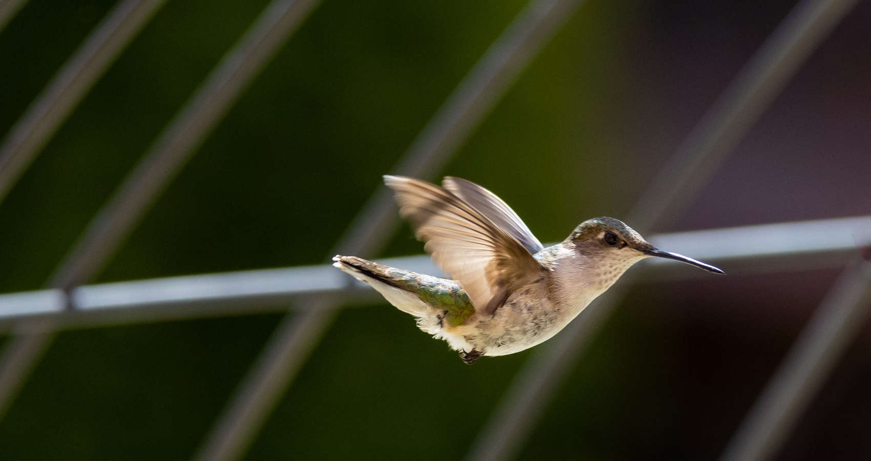 The Hummingbird, a poem by Joyce Mary J at Spillwords.com