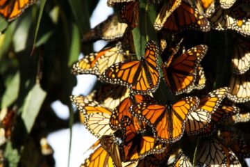 The Monarch Butterfly Biosphere Reserve, Near Angangueo, poetry by Christian Ward at Spillwords.com