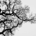 The Oak, a poem by Craig R Kirchner at Spilwords.com