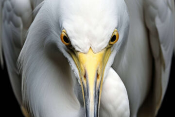 An Egret Unencounter, poetry by John Grey at Spillwords.com