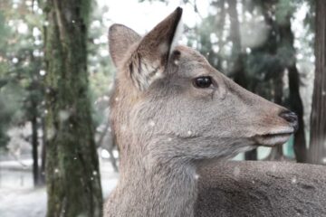 The Christmas Deer, poetry by Susie Rankin at Spillwords.com