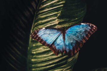 Butterfly, a poem by Simon Drake at Spillwords.com