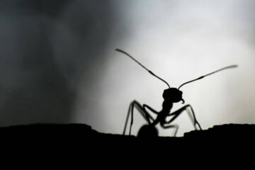 An Ant, poetry by Miss Kanishka at Spillwords.com