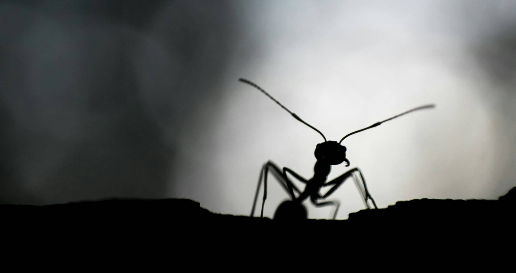 An Ant, poetry by Miss Kanishka at Spillwords.com