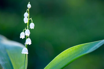 Convallaria Majalis, micropoetry by Acelin Kane at Spillwords.com