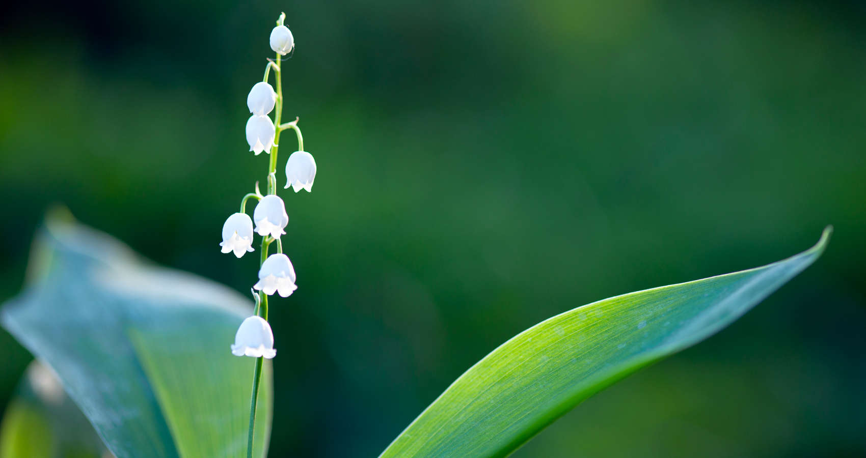 Convallaria Majalis, micropoetry by Acelin Kane at Spillwords.com