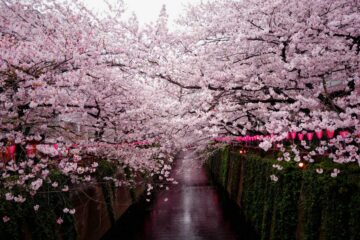 Falling Sakura Blossoms, poetry by Ken Allan Dronsfield at Spillwords.com