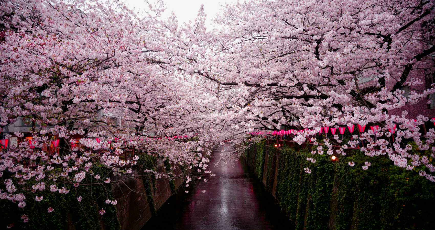 Falling Sakura Blossoms, poetry by Ken Allan Dronsfield at Spillwords.com