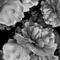 Whispering Peonies, prose by HilLesha O'Nan at Spillwords.com