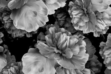 Whispering Peonies, prose by HilLesha O'Nan at Spillwords.com