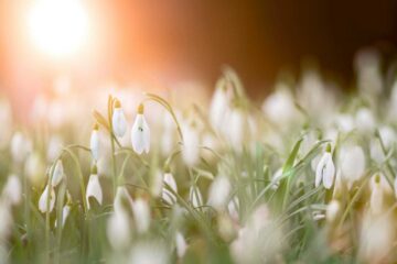 A Light Exists in Spring, a poem by Emily Dickinson at Spillwords.com