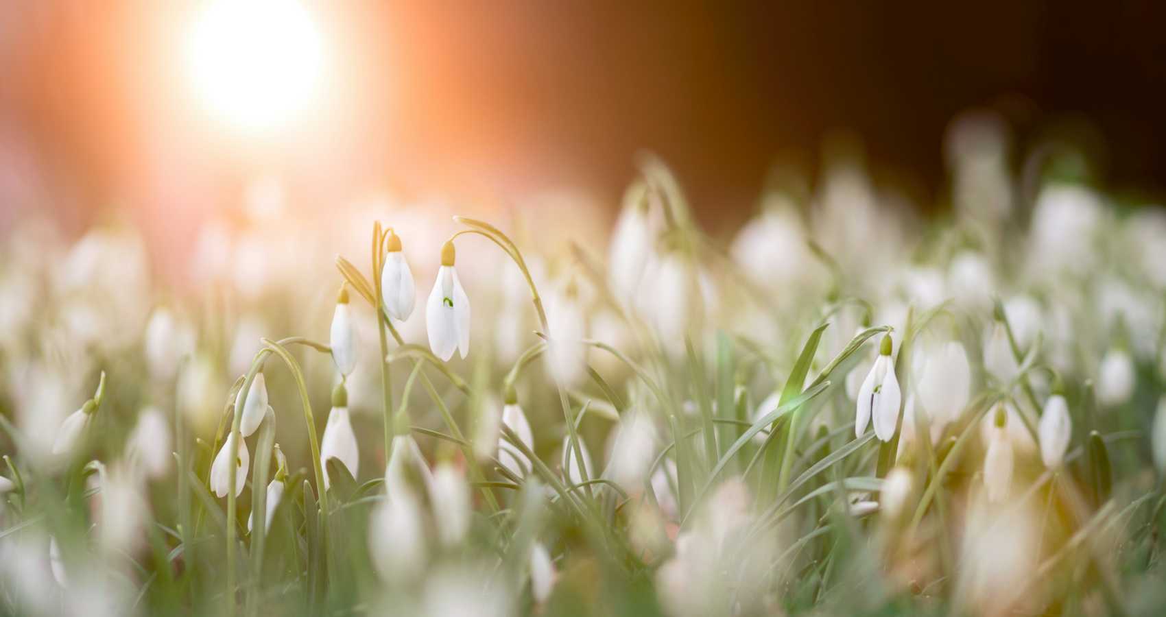 A Light Exists in Spring, a poem by Emily Dickinson at Spillwords.com