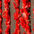ANZAC, a short story by Mike Henry at Spillwords.com