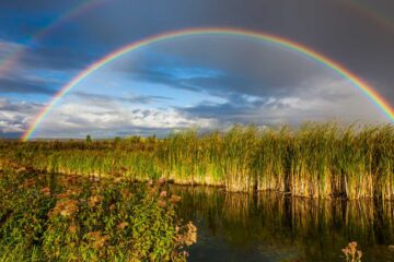 Come out of your Ark, O' Poet! poetry by Dr. Molly Joseph at Spillwords.com