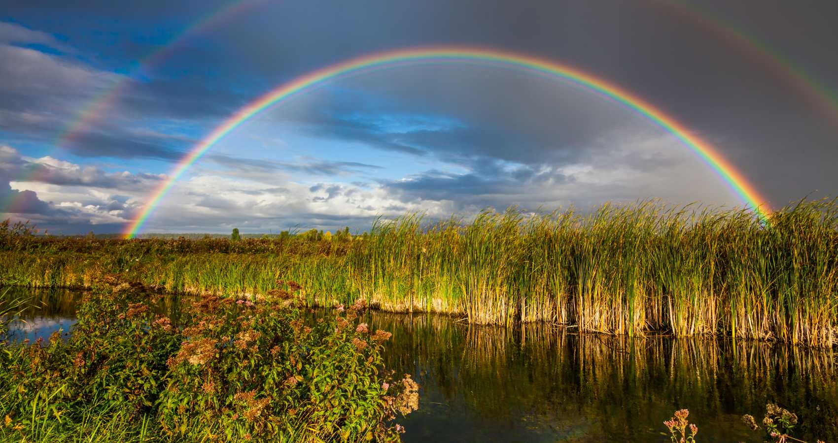 Come out of your Ark, O' Poet! poetry by Dr. Molly Joseph at Spillwords.com