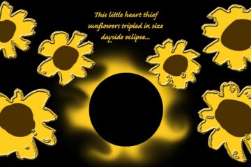 Dayside Eclipse, a haiku by Robyn MacKinnon at Spillwords.com