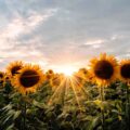 The Sunflowers, a poem by Deepti Shakya at Spillwords.com