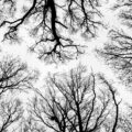Warsaw Trees, micropoetry by Grzegorz Wroblewski at Spillwords.com