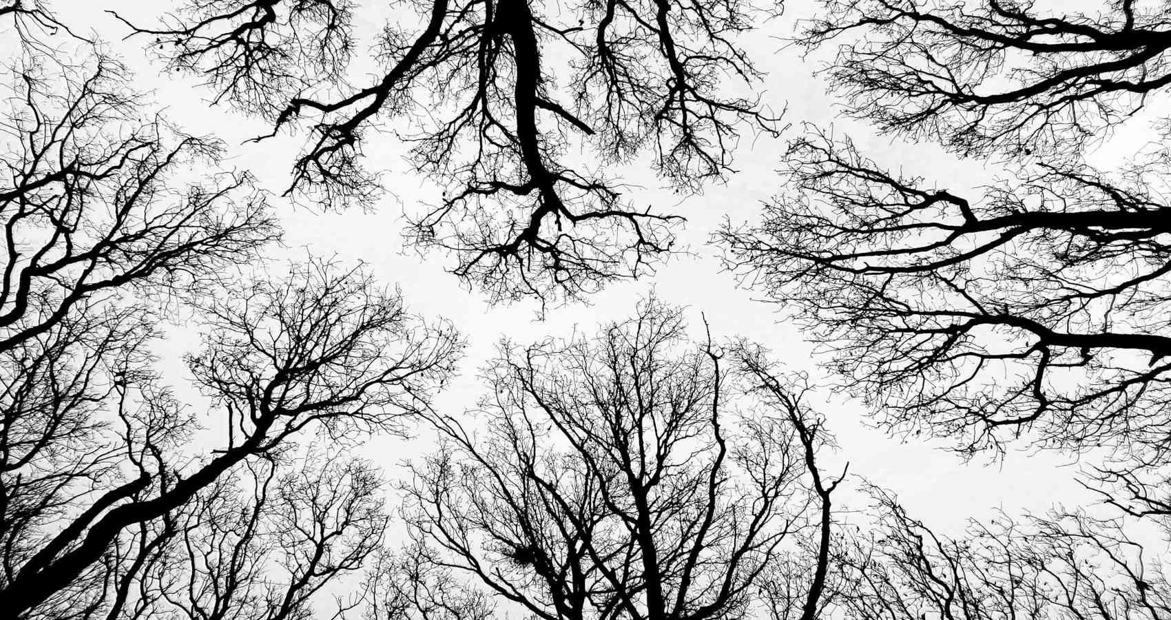 Warsaw Trees, micropoetry by Grzegorz Wroblewski at Spillwords.com