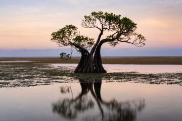 Infected Mangrove, a poem by Aurora Kastanias at Spillwords.com