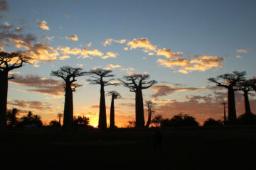 Sat Beneath the Baobab Tree, a short story by Nick Adigu Burke