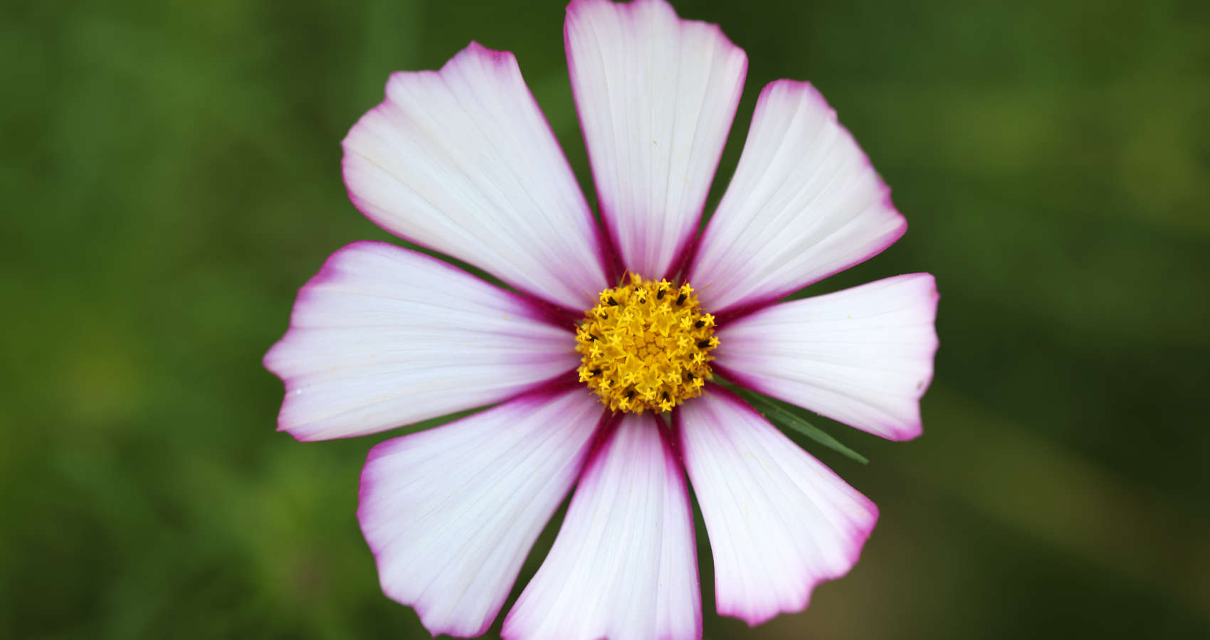 The Cosmos Flower, prose by Charlie Williamson at Spillwords.com