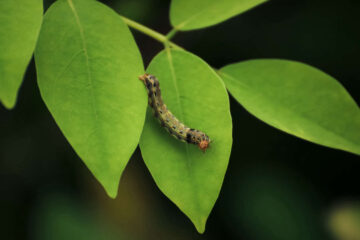 A Caterpillar's Wisdom, a poem by Olivia Todd at Spillwords.com