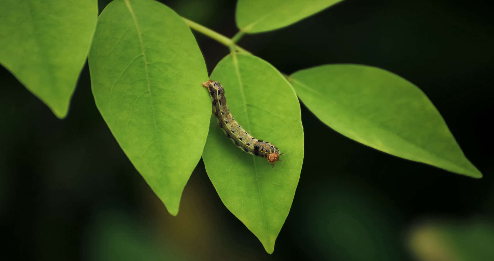 A Caterpillar's Wisdom, a poem by Olivia Todd at Spillwords.com