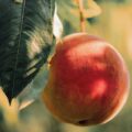 Do I Dare to Eat a Peach? poetry by Carrie M. Radna at Spillwords.com
