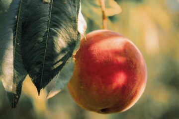 Do I Dare to Eat a Peach? poetry by Carrie M. Radna at Spillwords.com