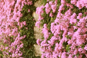 Do you remember the Bougainvillea, poetry by Anagha Agnes at Spillwords.com