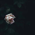 Flower, a poem by Michelle McCarthy at Spillwords.com