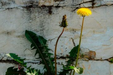 It's Just a Dandelion, poem by Eileen C. at Spillwords.com