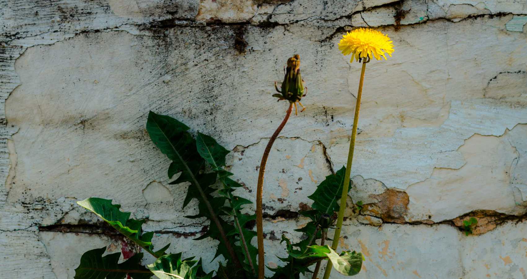 It's Just a Dandelion, poem by Eileen C. at Spillwords.com