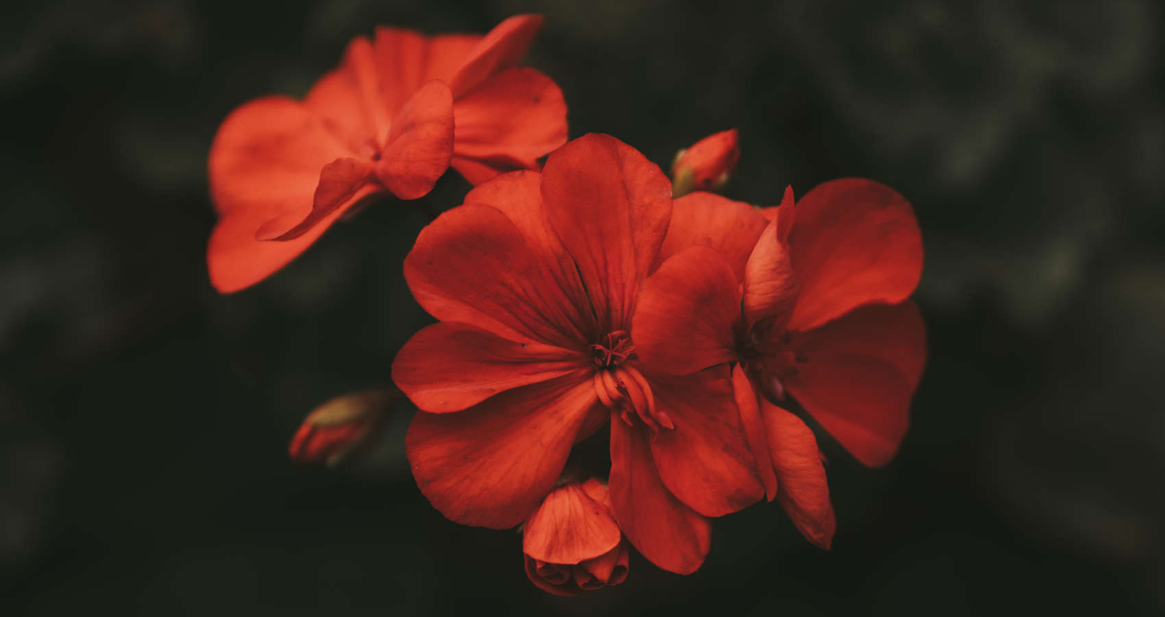 Parade of Geraniums, poetry by Mehmet F. Habiboğlu at Spillwords.com