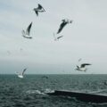 Sea Gulls, a haiku by Rekha Valliappan at Spillwords.com