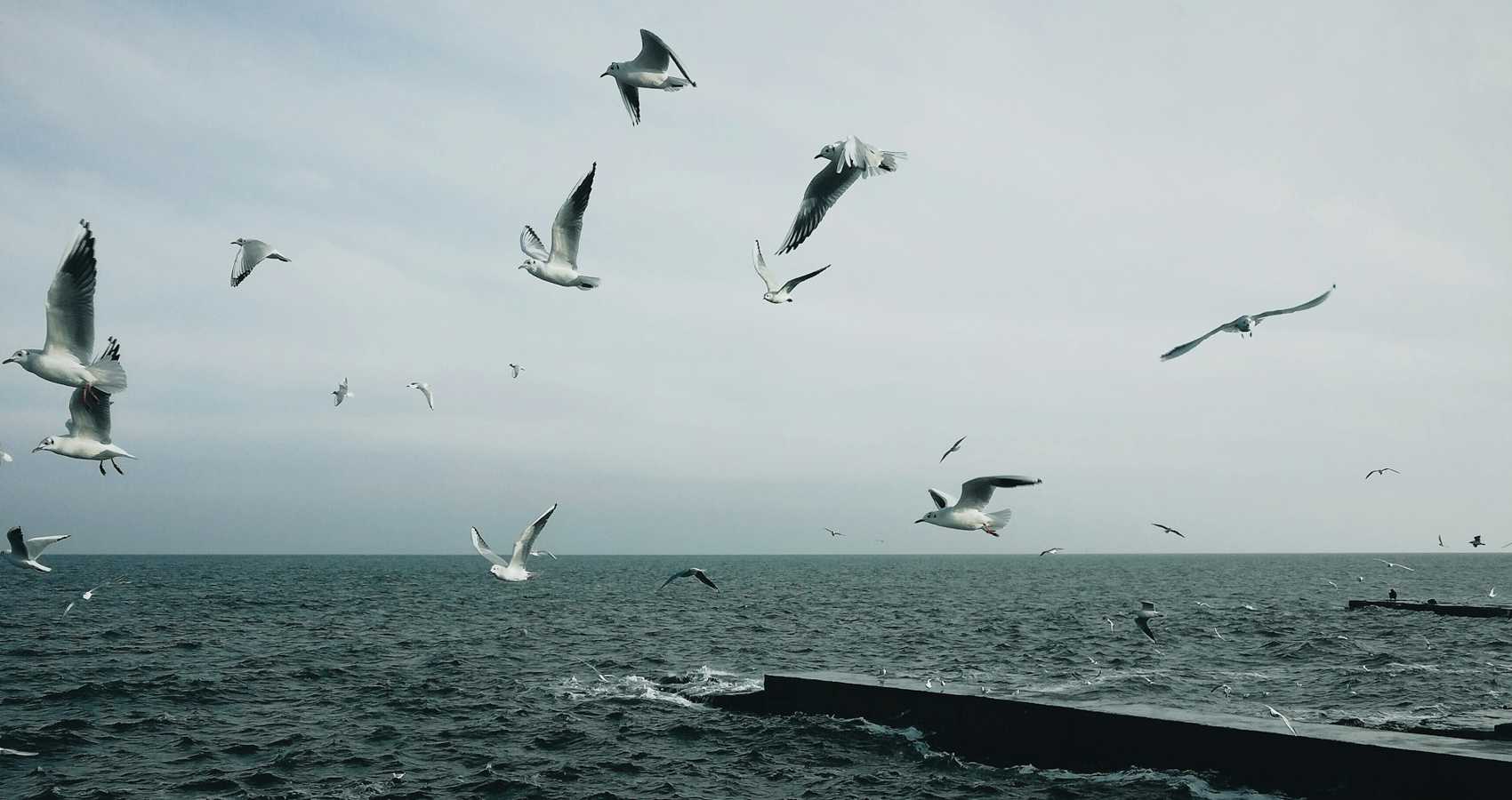 Sea Gulls, a haiku by Rekha Valliappan at Spillwords.com