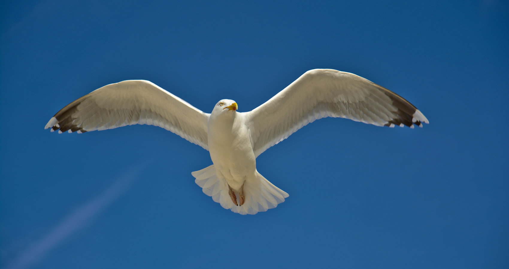 The Seagull, story by Patricia Furstenberg at Spillwords.com