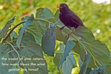 The Sound of Your Return, a haiku by Steliana Cristina Voicu at Spillwords.com