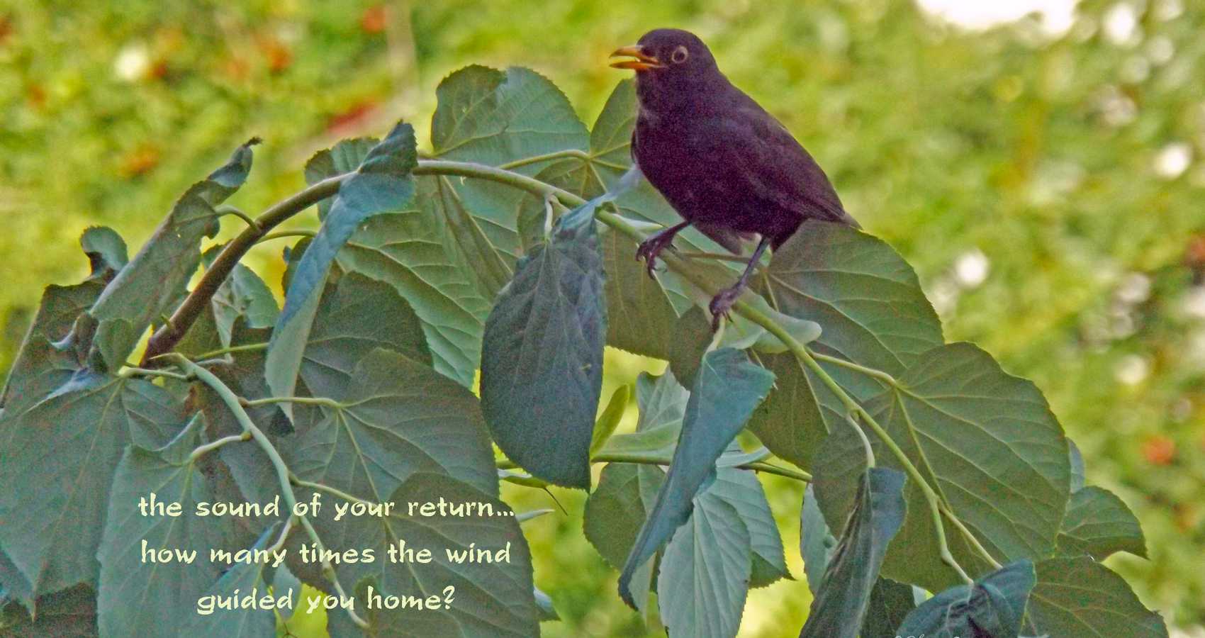 The Sound of Your Return, a haiku by Steliana Cristina Voicu at Spillwords.com