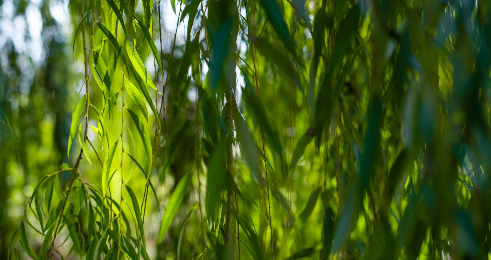 Willow! In an Ocean of Green! a poem by Thaddeus Hutyra at Spillwords.com