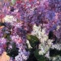 A Complicated Relationship with Lilacs, non-fiction by Joan Leotta at Spillwords.com