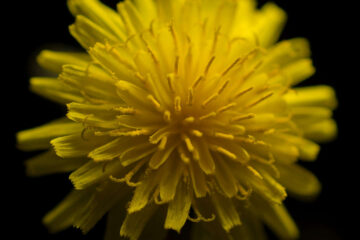 Dandelion Girl, a short story by RC Larlham at Spillwords.com